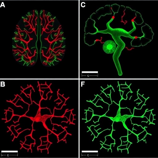 parallel-reporter-and-transgenic-assays-reveal-neuronal-enhancers