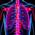 4-phenylbutyric-acid-repairs-vascular-ehlers-danlos-defects