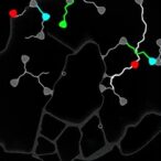 linker-free-protacs-drive-efficient-oncoprotein-degradation