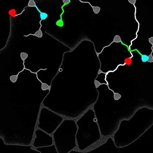 linker-free-protacs-drive-efficient-oncoprotein-degradation
