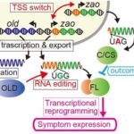 fungal-antiviral-responses-enhanced-through-rna-editing-mechanisms