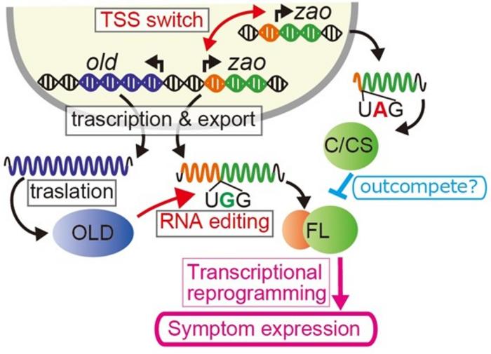 fungal-antiviral-responses-enhanced-through-rna-editing-mechanisms