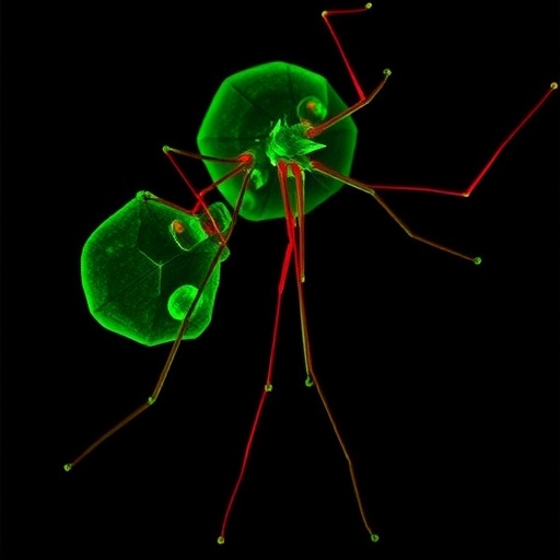 pfppm2-controls-malaria-parasite-growth-and-conversion