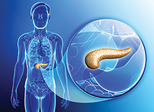 first-vascularized-organoid-model-of-stem-cell-derived-pancreatic-islets