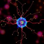 shaking-disrupts-stem-cell-clocks-via-tead-pathway