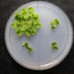 ancient-root-development-gene-predates-roots-themselves