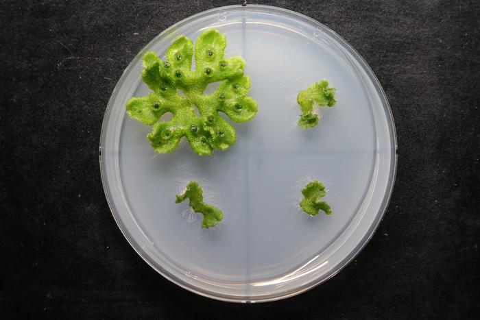 ancient-root-development-gene-predates-roots-themselves