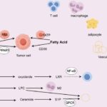 reprogramming-lipid-metabolism:-unveiling-its-impact-on-the-tumor-immune-microenvironment