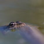 brain-implants-monitor-neural-activity-in-tadpoles-throughout-embryonic-development
