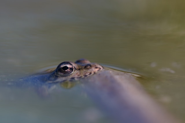 brain-implants-monitor-neural-activity-in-tadpoles-throughout-embryonic-development