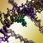 knot-a-problem:-mechanism-found-for-dna-loop-control