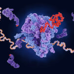 proteogenomics-algorithm-improves-the-detection-of-hidden-genetic-mutations