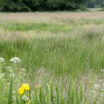 pinpointing-ecological-thresholds-to-enhance-ecosystem-management