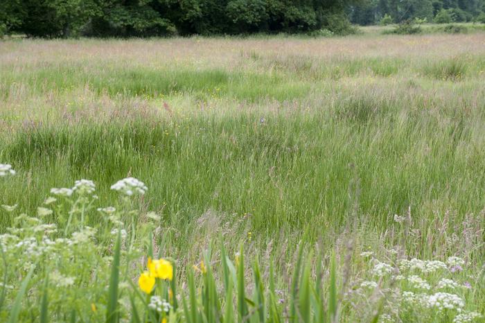 pinpointing-ecological-thresholds-to-enhance-ecosystem-management