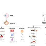 decoding-the-genomic-architecture-of-ant-superorganisms