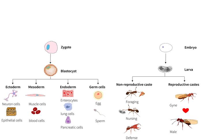 decoding-the-genomic-architecture-of-ant-superorganisms