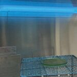 boosting-d-lactic-acid-production-through-uv-irradiation-advances