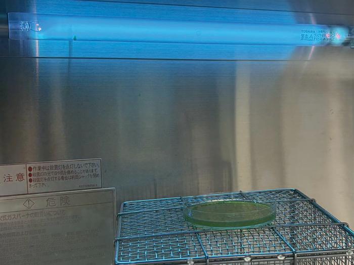 boosting-d-lactic-acid-production-through-uv-irradiation-advances