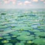 proximity-to-harmful-algal-blooms-linked-to-reduced-life-expectancy-in-als-patients
