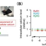 how-inhalational-anesthetics-work:-unveiling-key-insights-into-their-mechanism-of-action