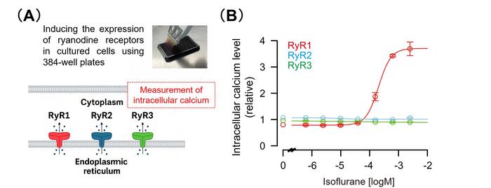 how-inhalational-anesthetics-work:-unveiling-key-insights-into-their-mechanism-of-action
