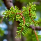 stanford-researchers-identify-missing-yew-tree-enzymes-crucial-for-producing-common-cancer-drug