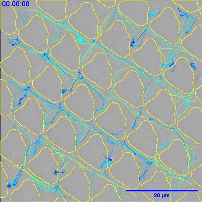 scientists-unveil-innovative-material-maze-to-block-bacterial-infections