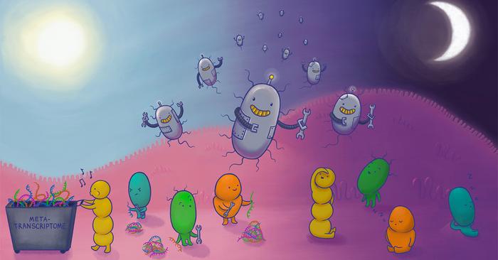 uncovering-microbial-rhythms:-a-novel-target-emerges-for-metabolic-disease-treatment