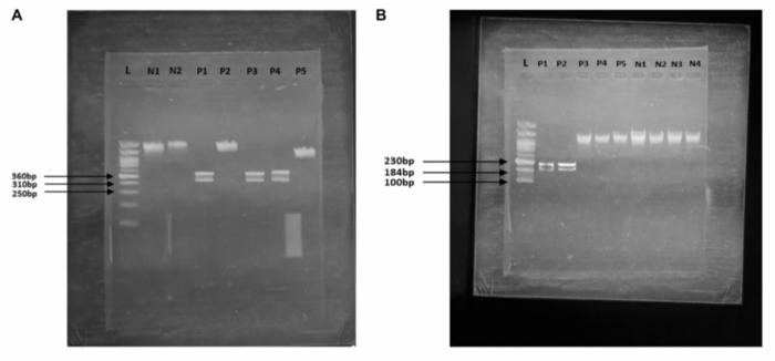 cost-effective-genetic-testing-advances-early-detection-of-prostate-cancer