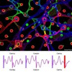 in-vivo-mapping-of-human-enhancer-mutagenesis