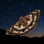 bogong-moths-navigate-night-using-stellar-compass