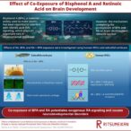 combined-effects-of-bisphenol-a-and-retinoic-acid-on-brain-development-revealed