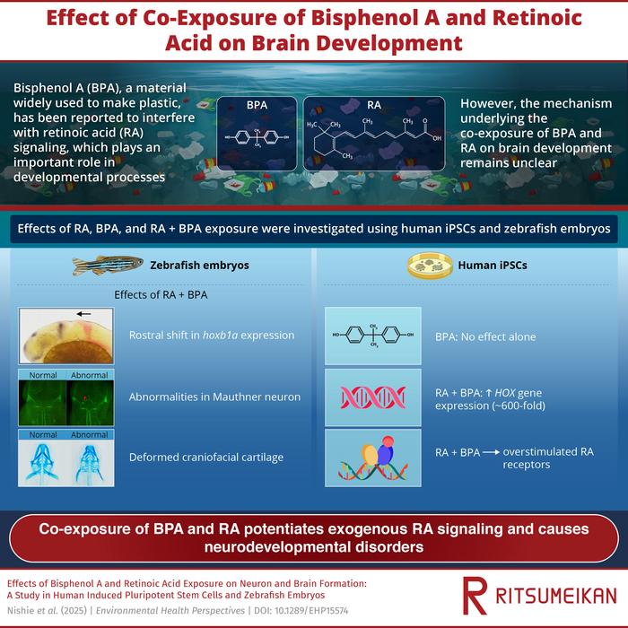 combined-effects-of-bisphenol-a-and-retinoic-acid-on-brain-development-revealed