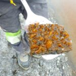 early-life-might-have-survived-ice-age-in-meltwater-ponds,-study-suggests