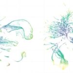 see-through-worms-illuminate-evolutionary-mysteries