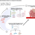 amniotic-membrane-boosts-doxorubicin-against-neuroblastoma
