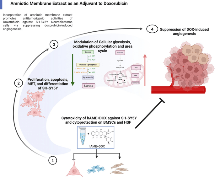 amniotic-membrane-boosts-doxorubicin-against-neuroblastoma