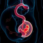 researchers-suggest-placenta-and-hormone-levels-in-the-womb-played-key-role-in-human-evolution