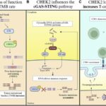 chek2-emerges-as-a-promising-target-to-enhance-immunotherapy-in-solid-tumors