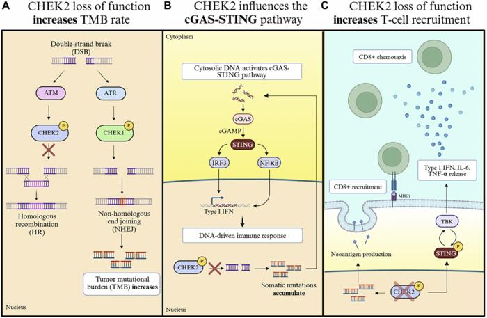 chek2-emerges-as-a-promising-target-to-enhance-immunotherapy-in-solid-tumors