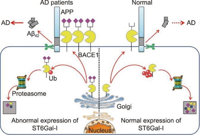 new-research-illuminates-the-impact-of-α2,6-sialylation-in-alzheimer’s-disease
