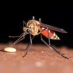 new-global-research-uncovers-unexpected-flexibility-in-mosquito-feeding-behaviors