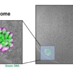 histone-modification-stabilizes-chromosomes-and-spindles-in-mature-oocytes