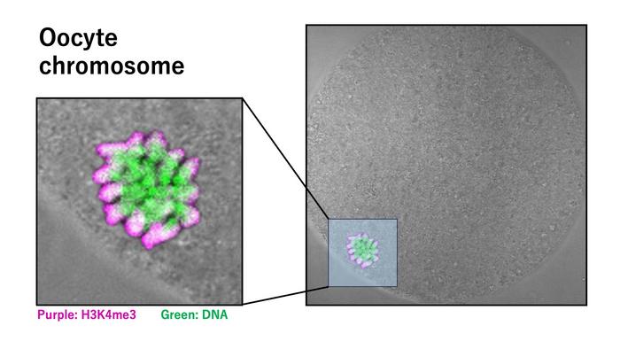 histone-modification-stabilizes-chromosomes-and-spindles-in-mature-oocytes