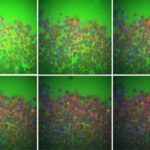 intercellular-fluid-flow-impacts-tissue-response-to-physical-forces