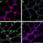 seeding-competent-α-synuclein-aggregates-form-in-parkin-deficient-neurons
