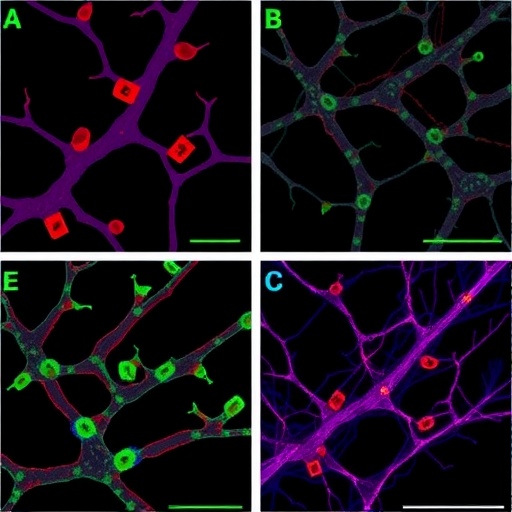 seeding-competent-α-synuclein-aggregates-form-in-parkin-deficient-neurons