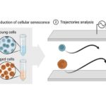 innovative-method-for-detecting-“aged”-cells-opens-new-frontiers-in-ageing-research