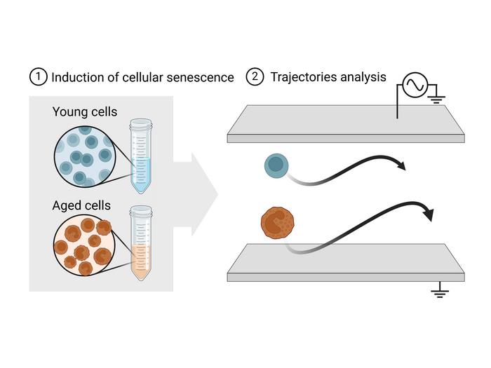 innovative-method-for-detecting-“aged”-cells-opens-new-frontiers-in-ageing-research