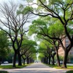 urban-trees-viewed-more-negatively-post-covid-lockdowns